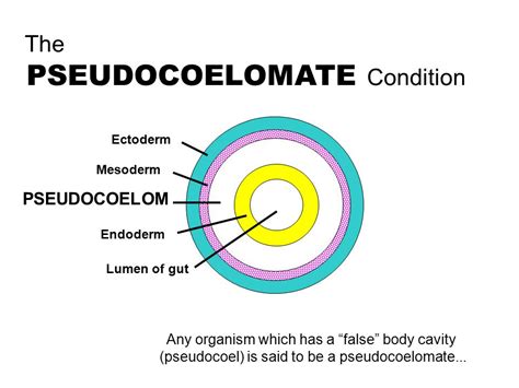 psuedocel|Pseudocoel Definition & Meaning .
